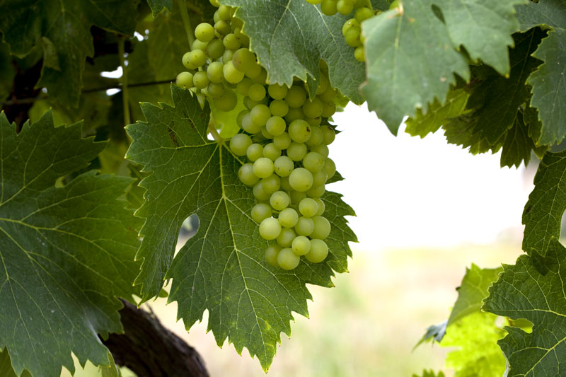 Weinregionen Languedoc Roussillon