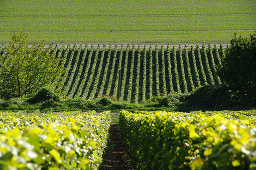 Weinregionen Burgund und Champagne