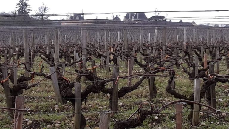 Die Weinberge vor Ducru Beaucaillou in Saint Julien