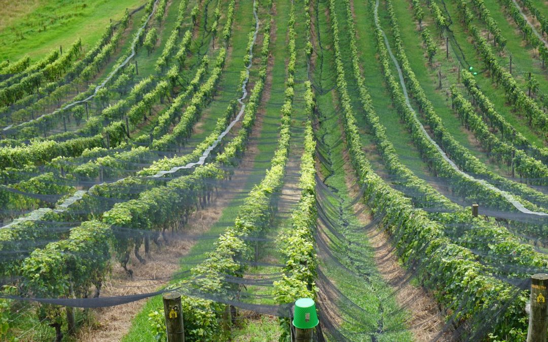 Sauvignon Blanc aus dem Marlborough – Verkostung